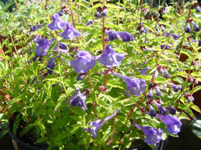 Scutellaria scordifolia 'Seoul Sapphire’